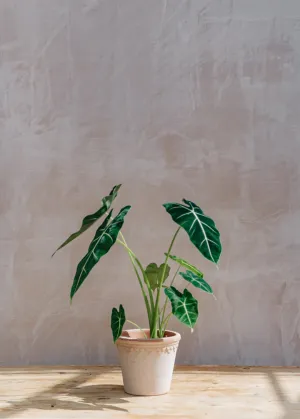 Alocasia Micholitziana Frydek