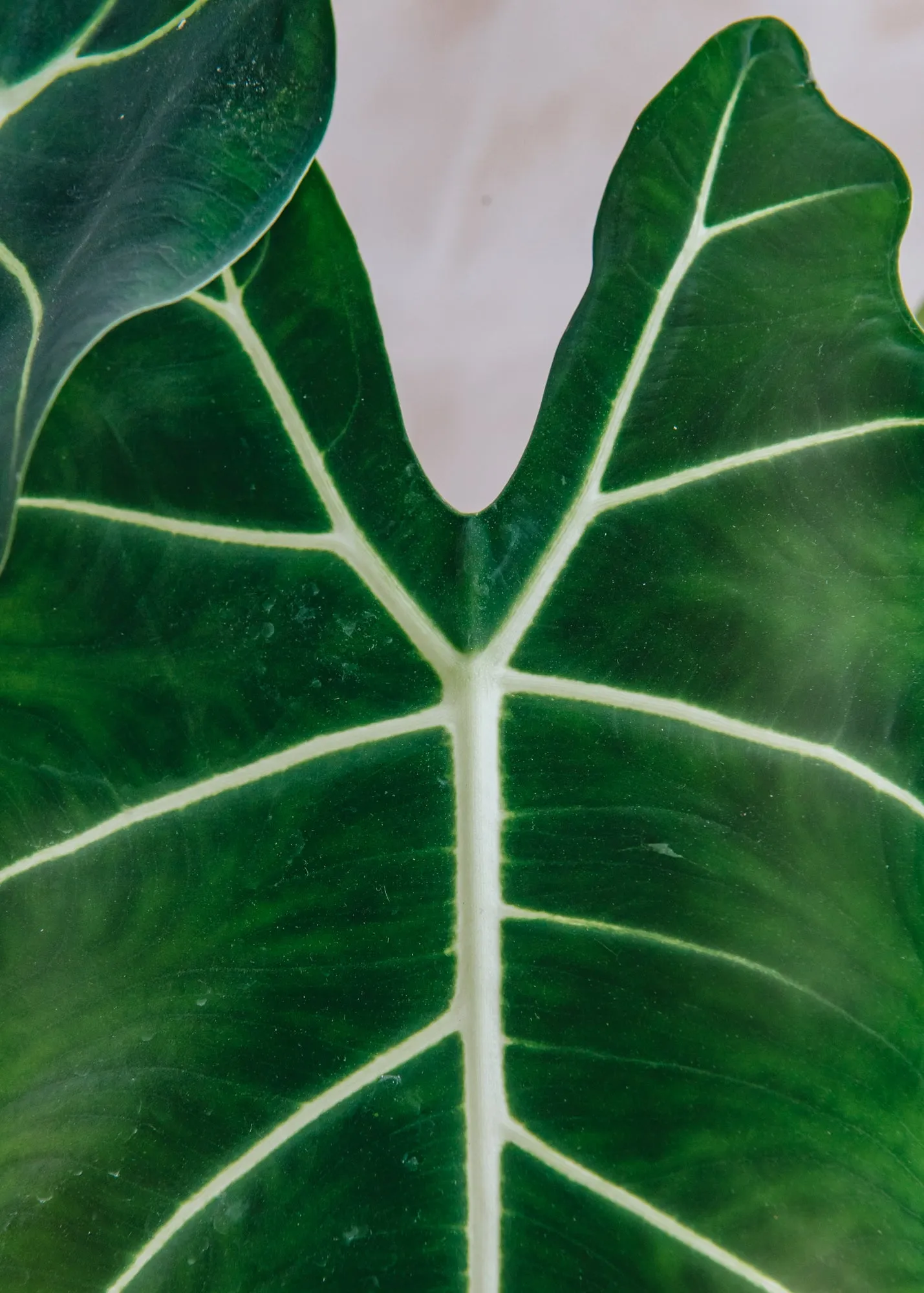 Alocasia Micholitziana Frydek